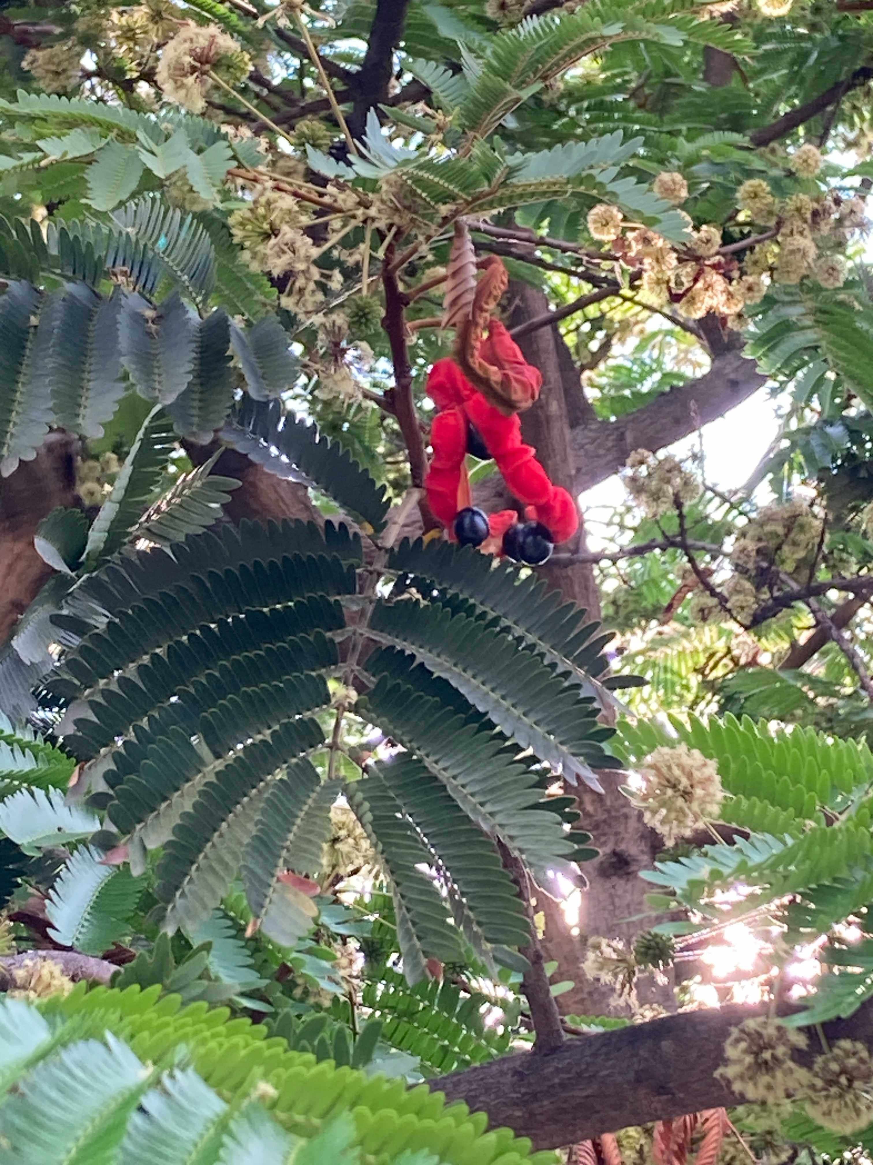 Árbol saludable