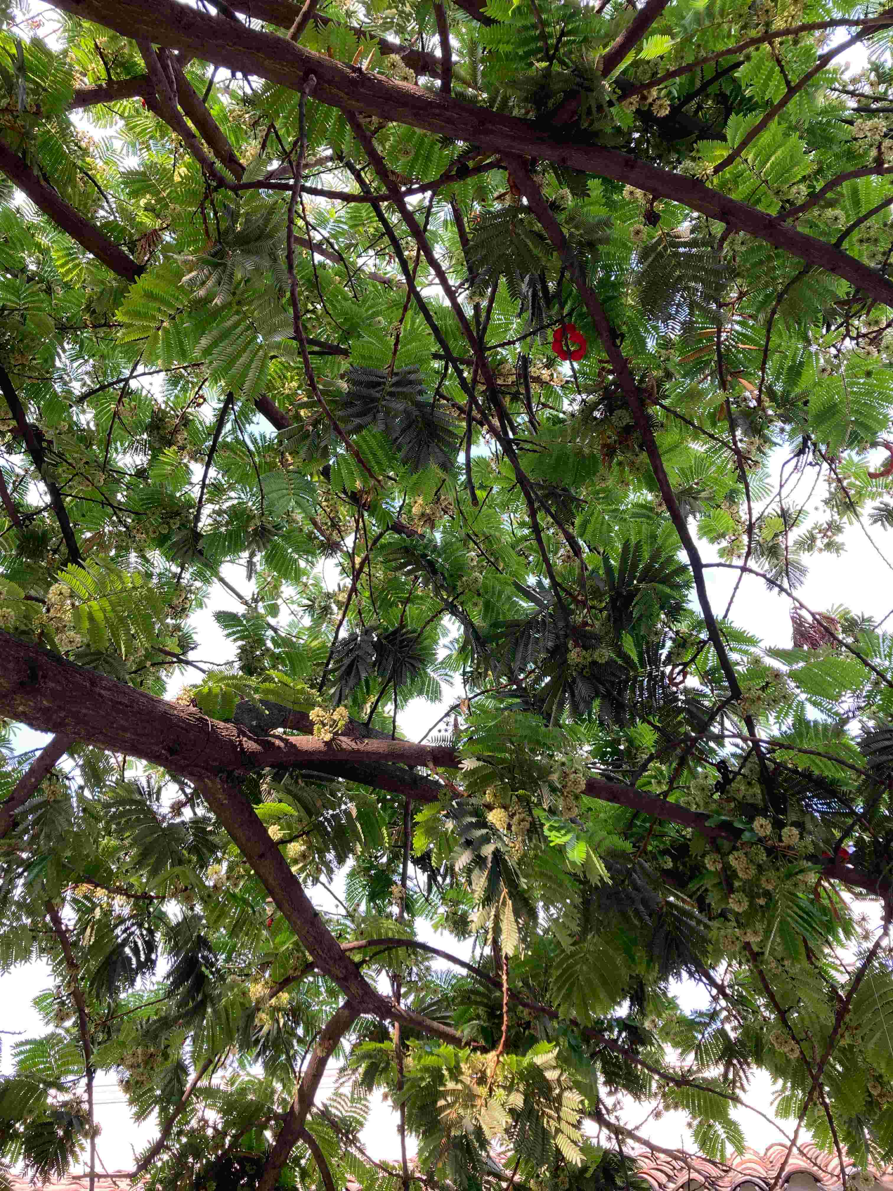 Estructura de un árbol