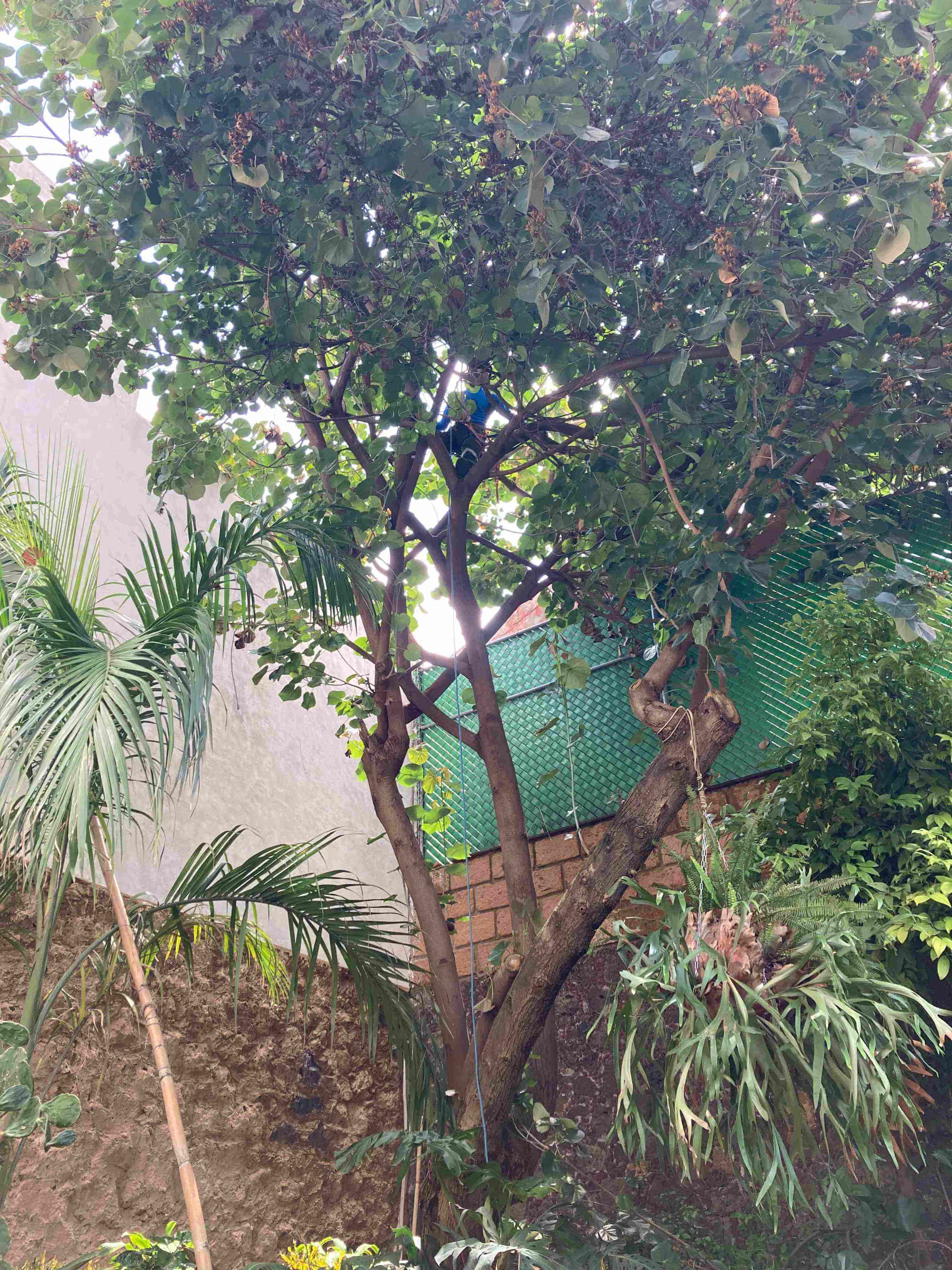 Árbol urbano